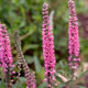 miniature Veronica Red Fox