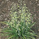 Photo miniature Zigadenus elegans