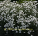 miniature achillea the pearl 