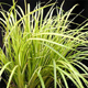 miniature Acorus gramineus ogon