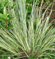 miniature Acorus gramineus variegatus