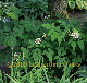 Photo miniature Act&$233e alba