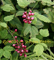 Photo miniature Actea pachypoda