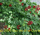 Photo miniature Act&$233e rouge