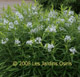 miniature Amsonia