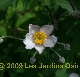 miniature Anemone Robustissima