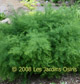 miniature Asparagus tenuifolia