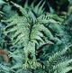 miniature athyrium applecourt