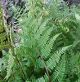 miniature athyrium branford rambler
