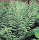 miniature athyrium ghost