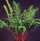 miniature athyrium lady in red