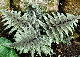 miniature athyrium metallicum