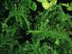 miniature athyrium victoria fancy fronds