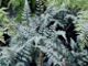 miniature athyrium ursula red