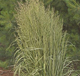 miniature calamagrostis Avalanche