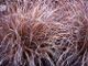 miniature carex Bronze