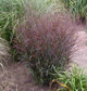 miniature panicum Cheyenne sky