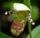 Photo miniature Cypripedium alaskanum
