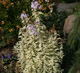 miniature Phlox Darwin Joyce.jpg