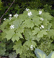 Photo miniature diphylliea cymosa