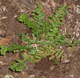 miniature Dryopteris Grandiceps