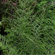 miniature Dryopteris Linearis