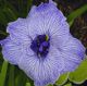 photo miniature Ruffled Dimity