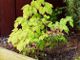 miniature Epimedium rubrum