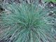 miniature festuca elijah blue