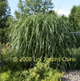 miniature Miscanthus sinensis Goliath
