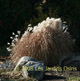 miniature miscanthus purpurascens
