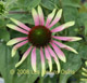miniature Echinacea Green Envy