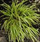 miniature hakonechloa albostriata