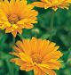 miniature Heliopsis Venus