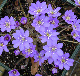 Photo hepatica trans. blue jewel