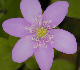 Photo miniature hepatica nobilis