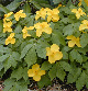 Photo miniature hylomecon japonica