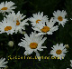 miniature Shasta Daisy 