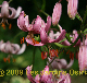 Photo miniature lis martagon