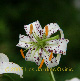 Photo miniature Lis duchartrei