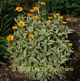 miniature Heliopsis Lorain eSunshine