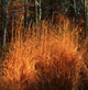 miniature miscanthus purpurascens Hercules
