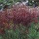 miniature miscanthus Sirene
