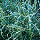 miniature miscanthus Superstripe