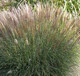miniature miscanthus Yaku Jima