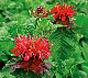 miniature monarde fireball 