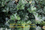 ligularia hybride