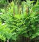miniature osmunda regalis