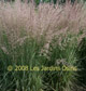 miniature calamagrostis overdam