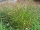 miniature panicum Hanse Herms